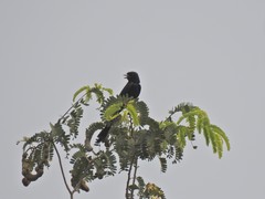 Dicrurus macrocercus