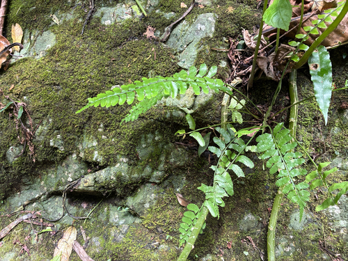 Asplenium tenerum observed 2026-06-02
