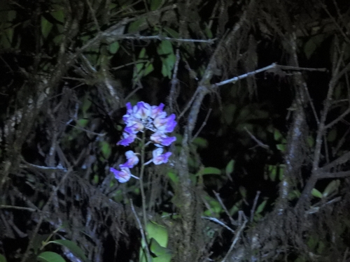 Aerides crispa, 2026-05-27