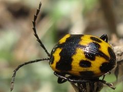 Gallerucida bifasciata