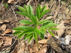 Dictamnus dasycarpus