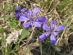 Iris rossii