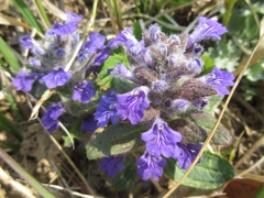 Ajuga multiflora