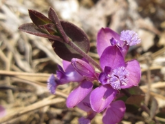 Polygala japonica