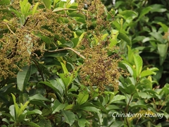 Hydrangea viburnoides
