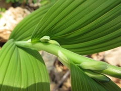 Polygonatum odoratum