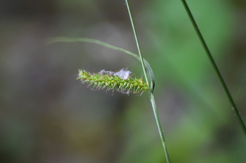 Carex laevigata, photograph 5