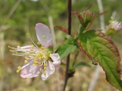 Prunus ishidoyana
