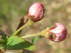 Prunus ishidoyana