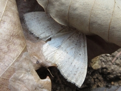 Idiotephria debilitata
