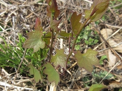 Menispermum dauricum