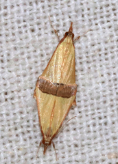 Pseudonoorda rubricostalis