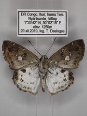 Sarangesa maculata