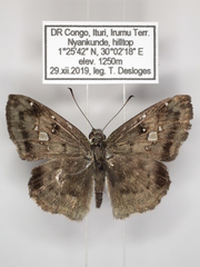 Sarangesa maculata