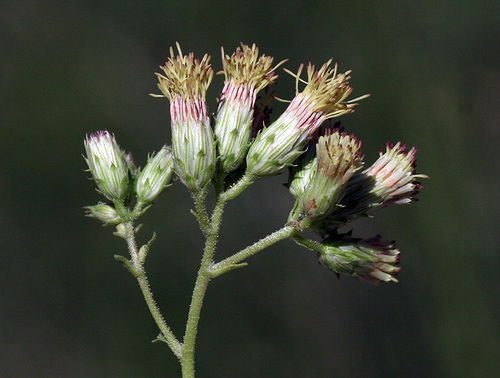 Pleurocoronis laphamioides