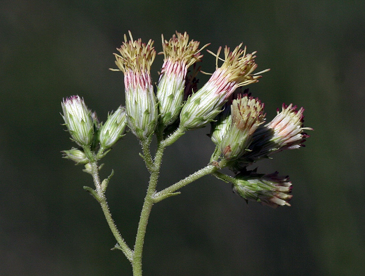 Pleurocoronis laphamioides