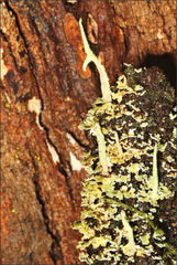 Cladonia corniculata