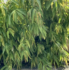 Ficus maclellandii