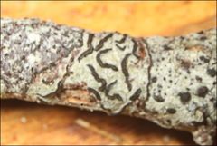 Halegrapha mucronata