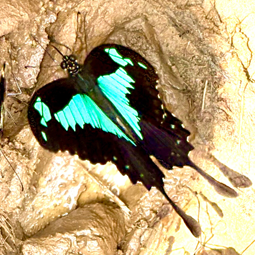 Apple-green Swallowtail