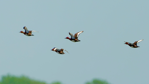 Ferruginous Duck