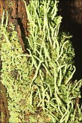 Cladonia corniculata