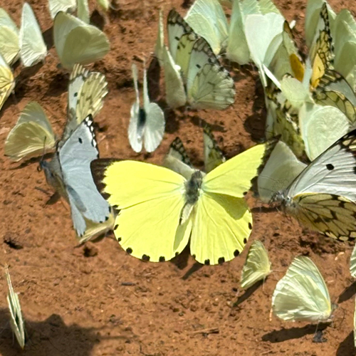 Yellow Caper White