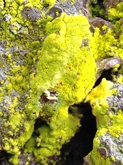 Chrysothrix granulosa