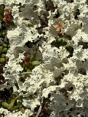 Crinkled Snow Lichen