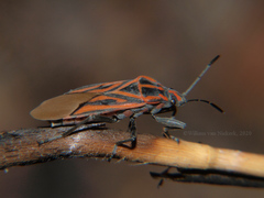 Spilostethus rivularis