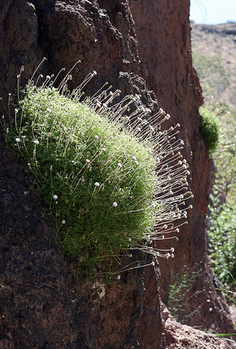 Hofmeisteria fasciculata
