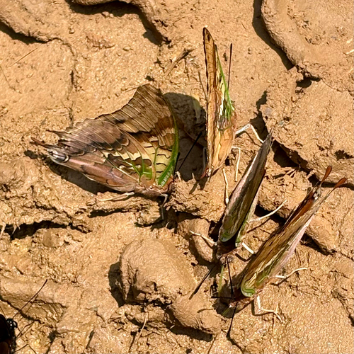 Green-veined Emperor