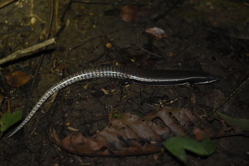 Sphenomorphus muelleri observed 2026-05-23