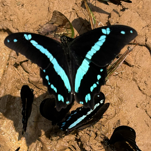 Narrow Green-banded Swallowtail