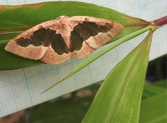 Celenna festivaria