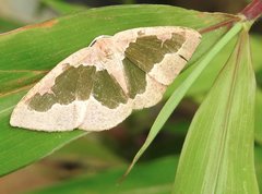 Celenna festivaria