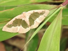Celenna festivaria