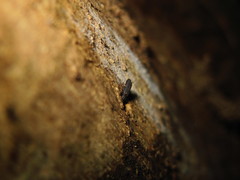 Colydiinae