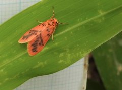 Miltochrista arcuata