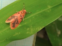 Miltochrista arcuata