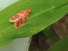 Miltochrista arcuata