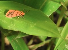 Miltochrista arcuata