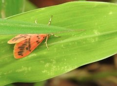 Miltochrista arcuata
