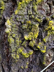 Chrysothrix granulosa