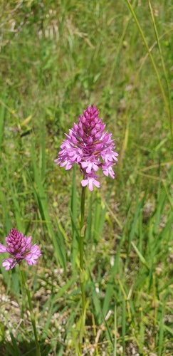 pyramidal orchid