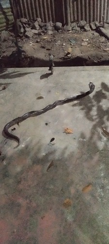 Monocled Cobra