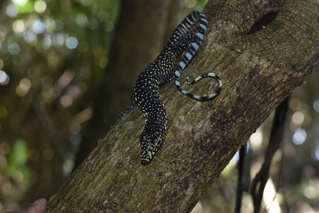 Blue-tailed Monitor (Varanus doreanus)