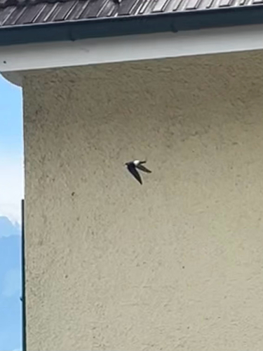 Western House Martin