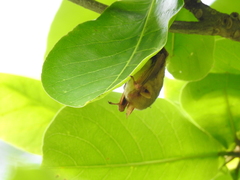 Myotis formosus flavus