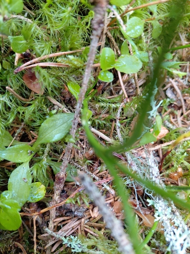 lesser rattlesnake plantain